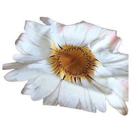 Burberry Baumwoll-Seidenschal mit Gänseblümchen-Print