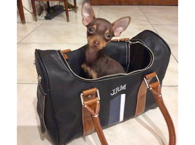 Jack Russell Malletier Borsa da trasporto per cani Nero - vista 2