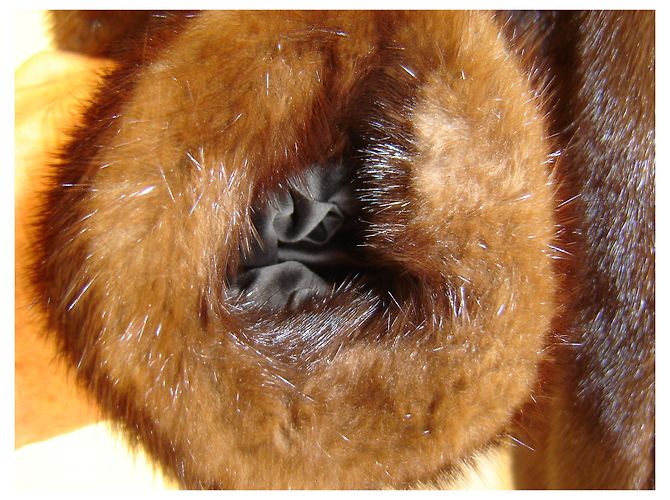Revillon giacca / cappotto 3/4 - VISONE Marrone scuro - vista 5
