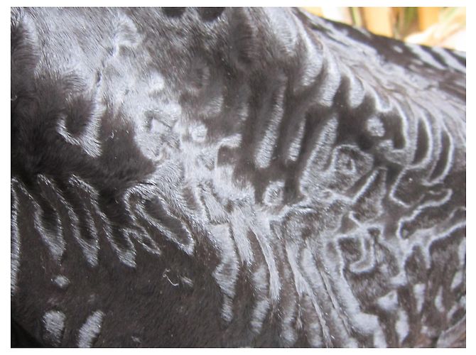 Autre Marque SWAKARA Jacke aus schwarzem persischem Schafsfell - Ansicht 8