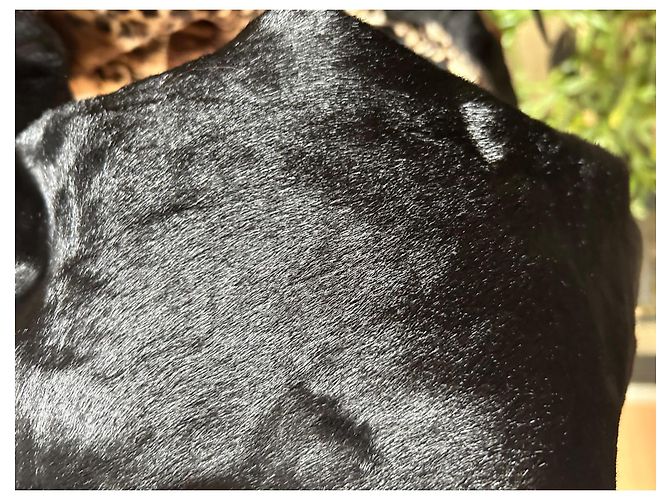 Autre Marque Chaqueta de piel Demmy con cuello de cuero marrón - vista 10