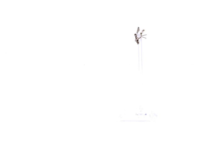 Autre Marque Ohrringe mit Strass Silber - Ansicht 4
