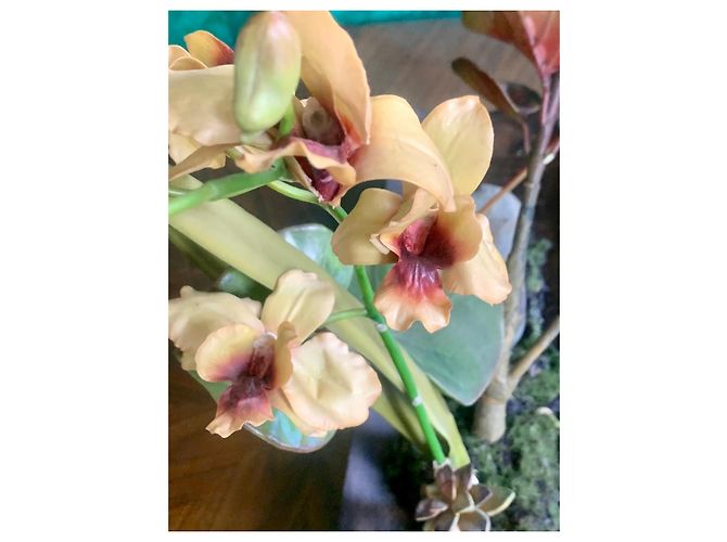 Autre Marque Emilio Robba "Orchids of Illusion" Philippine Ebony Sculpture Brown Multiple colors - view 8