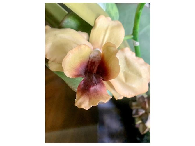 Autre Marque Emilio Robba "Orchids of Illusion" Philippine Ebony Sculpture Brown Multiple colors - view 9