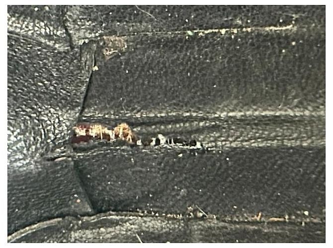 Gucci Borsa a tracolla rotonda in tela monogramma e pelle bordeaux Bordò - vista 6