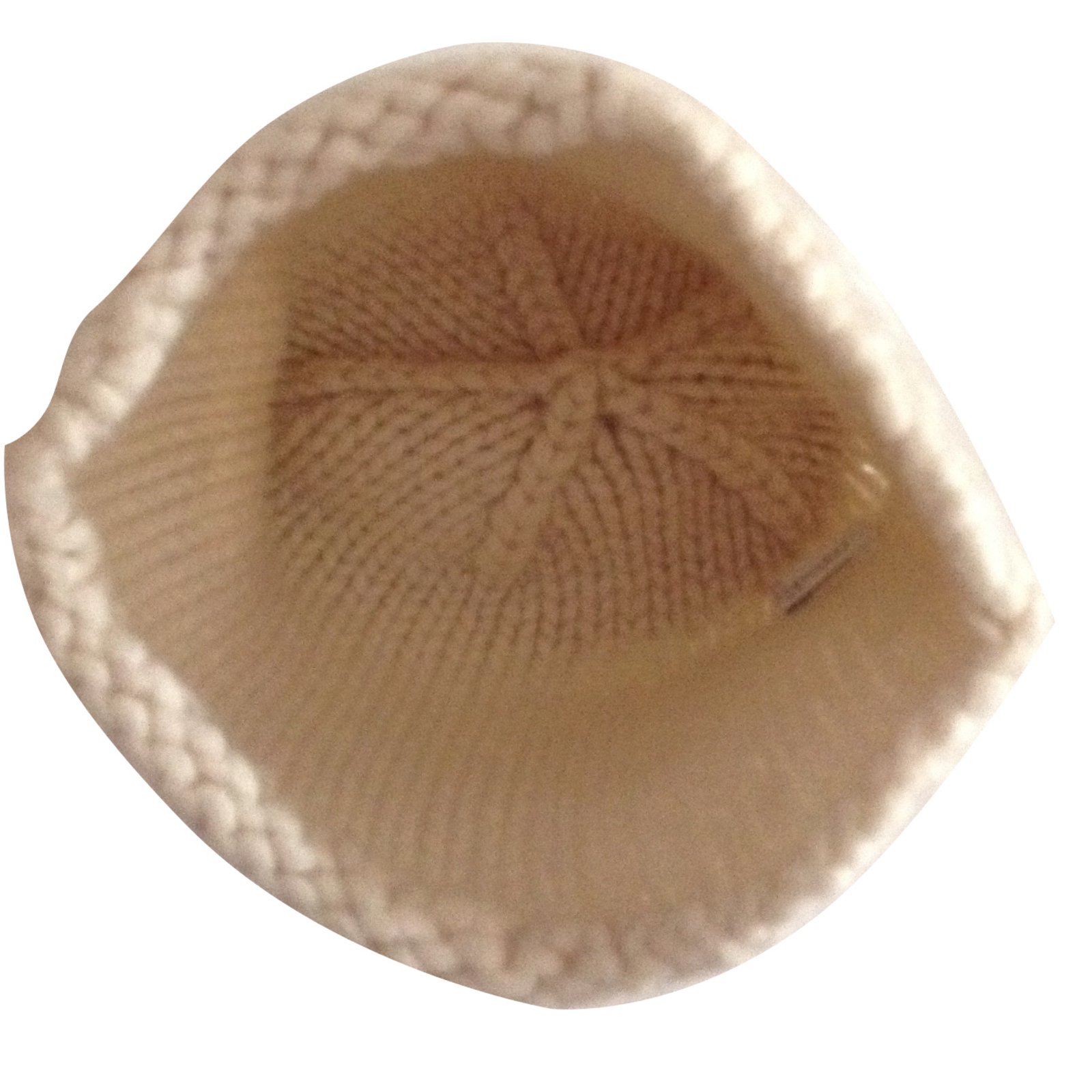 bonnet cachemire bompard