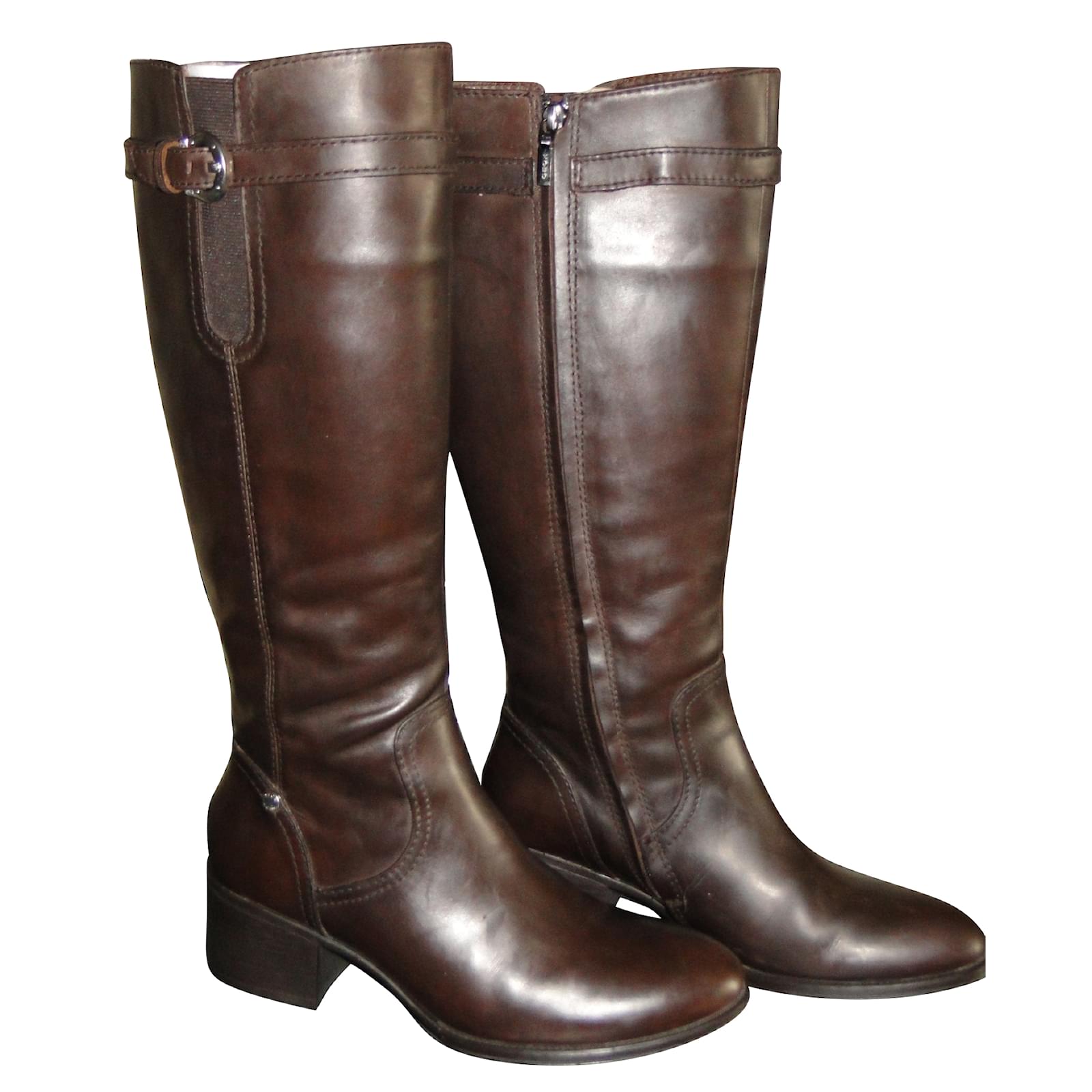 cavaliere marron