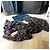 Must-have! Louis Vuitton Etole Leopard Marron di Stephen Sprouse - edizione limitata! Bianco - vista 6