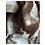 Moncler Maya Camo Edition Jacke Dunkelbraun - Ansicht 15