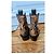 Scotch and Soda botas vaqueras de serpiente - vista 4