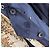 Chaqueta Horsey Loro Piana 2017 Edición Limitada Piazza di Siena Azul marino - vista 10