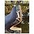 Stella Mc Cartney Mule con platform Stella McCartney blu nubuck - vista 8