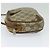 GUCCI GG Supreme Web Sherry Line Borsa a Spalla PVC Beige 89 02 066 Auth BA1300 - vista 3