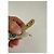 Céline Bracciale in plastica vintage Celine Paris Multicolore - vista 12