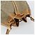 Borsa a Spalla GG Canvas Gucci Beige Oro 001 854 1627 Auth ep10612 D'oro - vista 6