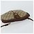 Borsa Gucci GG Supreme Web Sherry Line PVC Beige Oro 904 02 047 Auth bs30496 D'oro - vista 6