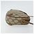 Borsa a Spalla Gucci GG Supreme Web Sherry Line PVC Beige 89 02 066 Auth 143576 D'oro - vista 4