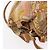 Zaino LOEWE in tela e pelle beige oro Auth BA8695 D'oro - vista 6
