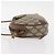 Borsa Sherry Line GG Supreme Web di GUCCI in PVC beige e oro 89 02 066 Auth 154335 D'oro - vista 5