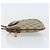 Bolsa Sherry Line GG Supreme Web da GUCCI em PVC bege e dourado 904 02 047 Auth 155650 - vista 4
