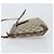 Borsa Gucci GG Supreme Web Sherry Line in PVC beige e oro 904 02 026 Auth ka1036 D'oro - vista 5