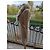 Blumarine lange Weste mit Fuchsfellkragen beige - Ansicht 8