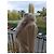 Blumarine lange Weste mit Fuchsfellkragen beige - Ansicht 9