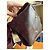 Borsa Louis Vuitton Artsy MM Monogram Canvas Marrone - vista 15