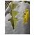 Loewe Dandelion bestickter Baumwoll-Hoodie Grau Gelb - Ansicht 4