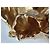 Spilla Christian Dior placcata oro Gold hardware - vista 4