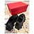 Scarpe stringate Valentino Garavani Rockstud in pelle nera Nero - vista 2