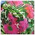 Borsa tote 2 in 1 in metallo con logo Prada e fiore Rosa - vista 25