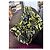 Autre Marque Foulard Manila Grace con Stampa Piume Cotone Nero Giallo - vista 6