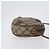 Borsa Sherry Line GG Supreme Web di GUCCI in PVC beige e oro 89 02 066 Auth 172511 D'oro - vista 3
