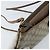 Gucci Bolso GG Supreme Web Sherry Line PVC Beige Rojo 904 02 026 Auth ep13622 Roja - vista 9