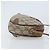 Borsa Sherry Line GG Supreme Web di GUCCI in PVC Beige e Oro 89 02 066 Auth 173850 D'oro - vista 3