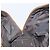 LOEWE Anagram Amazona 36 Borsa a Mano in Pelle Oro Auth bs33969 - vista 20