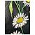 Dolce & Gabbana Kinderhose mit Blumen Schwarz Weiß Grün Gelb - Ansicht 7