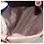 Burberry Blue Label Canvas Beige - vista 5