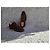 Richelieu Wholecut Finsbury "Broadway" Marrone Patinata Cioccolato - vista 5