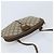 Borsa Sherry Line GG Supreme Web di GUCCI in PVC Beige e Oro 904 02 047 Auth ka3455 D'oro - Ansicht 6