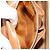 Céline Borsa a mano in tela Macadam Star Ball CELINE marrone oro Auth YKZ830A D'oro - vista 22