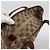 GUCCI GG Canvas Tote Bag Beige Silber 28892 Auth AMZ559 - Ansicht 6