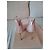 Tacchi Steve Madden Rosa Perla - vista 2