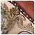 Miu Miu, Cammeo Baroque, zeppa in pelle Marrone - vista 8