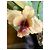 Autre Marque Emilio Robba "Orchids of Illusion" Philippine Ebony Sculpture Brown Multiple colors - view 9