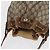 Borsa a tracolla GUCCI GG Supreme Web Sherry Line PVC Beige Oro Rosso Auth hk3712 D'oro - vista 6