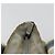 Borsa GUCCI GG Canvas Sherry Line Silver Gray 131228 Auth 181162 Marrone Argento - vista 16