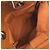 Gucci GG Canvas Leder Tote Bag Beige - Ansicht 5