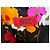 Valentino Abito Lungo Floreale Multicolore Nero Rosa Bianco Rosso Verde Arancione - vista 6
